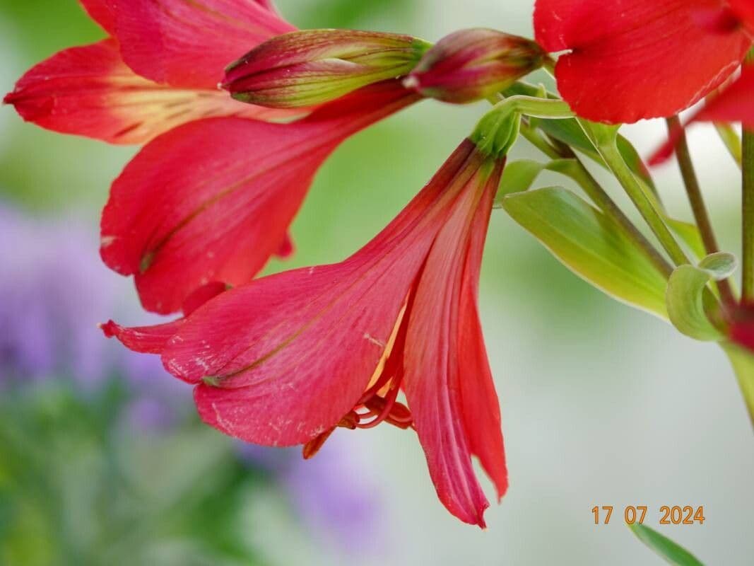 Alstroemeria aurea