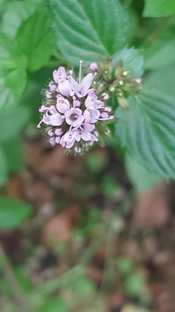 Mentha piperita