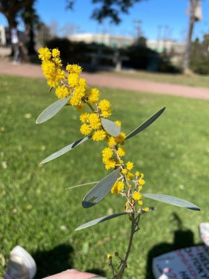 Acacia redolens