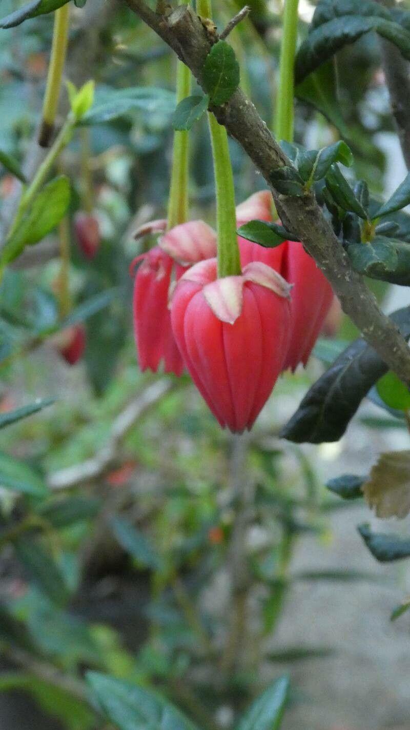 Crinodendron hookerianum