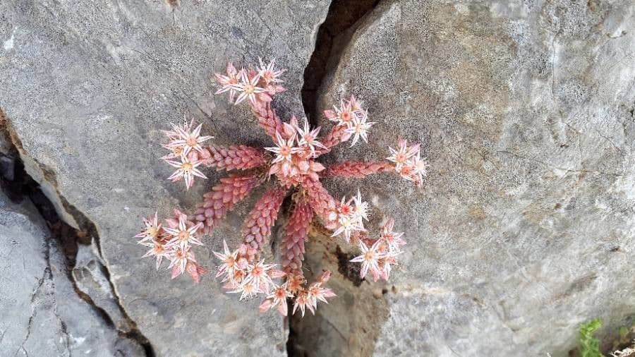 Sedum rubens