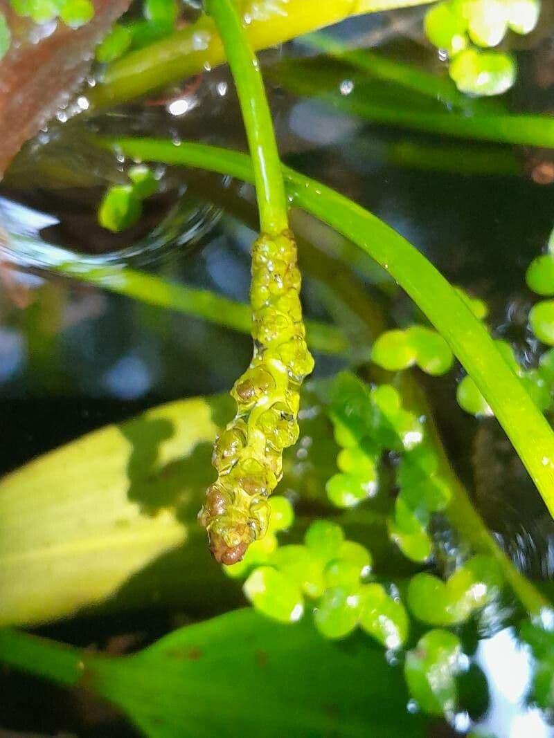 Potamogeton polygonifolius