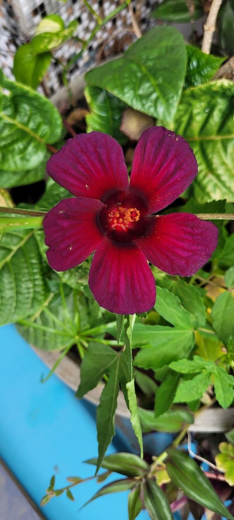 Hibiscus cannabinus