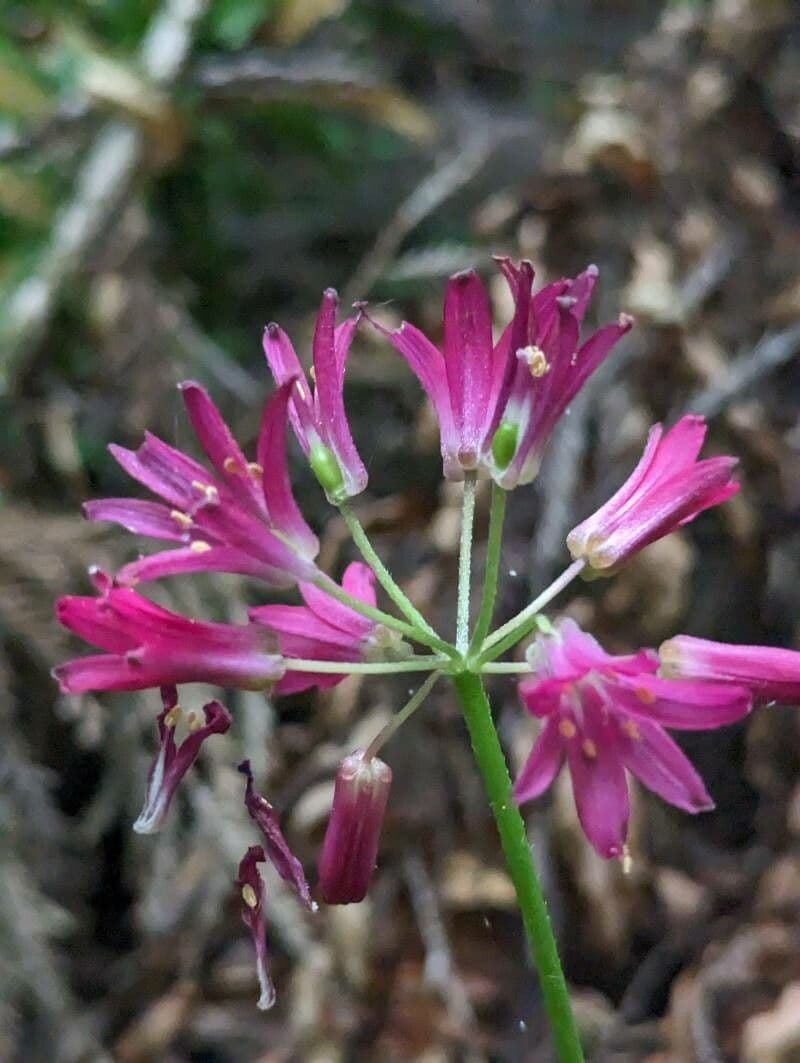 Clintonia andrewsiana