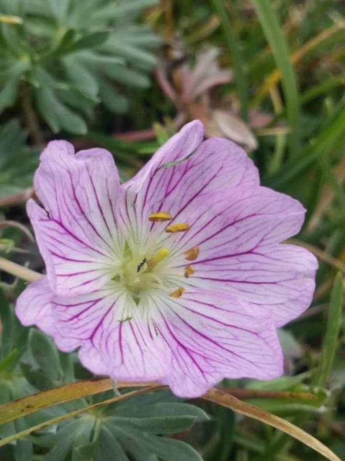 Geranium cinereum