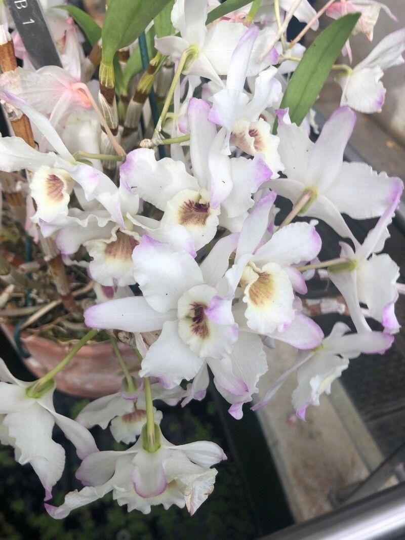 Dendrobium nobile