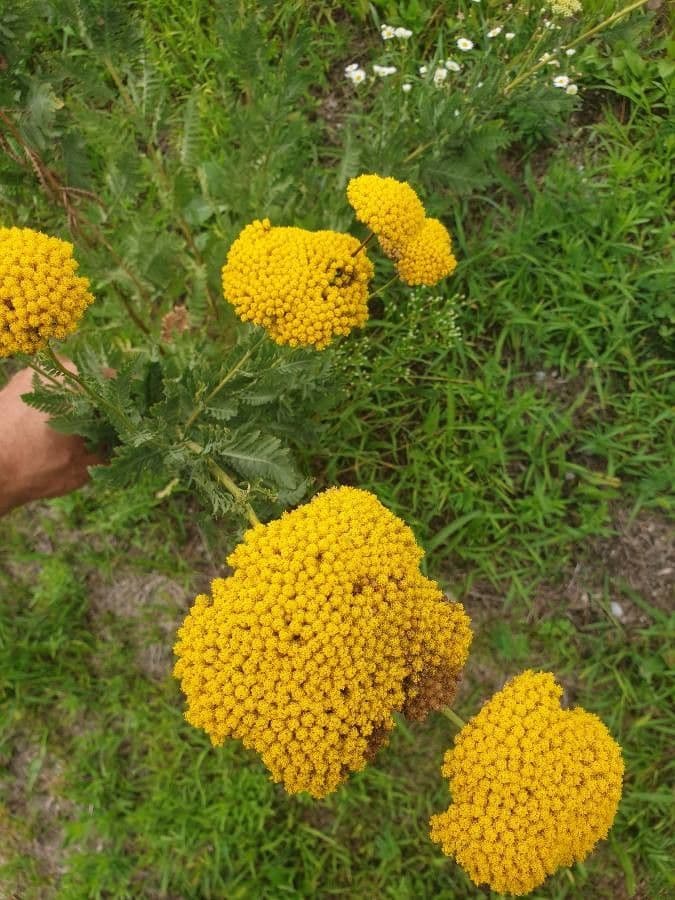 Achillea filipendulina