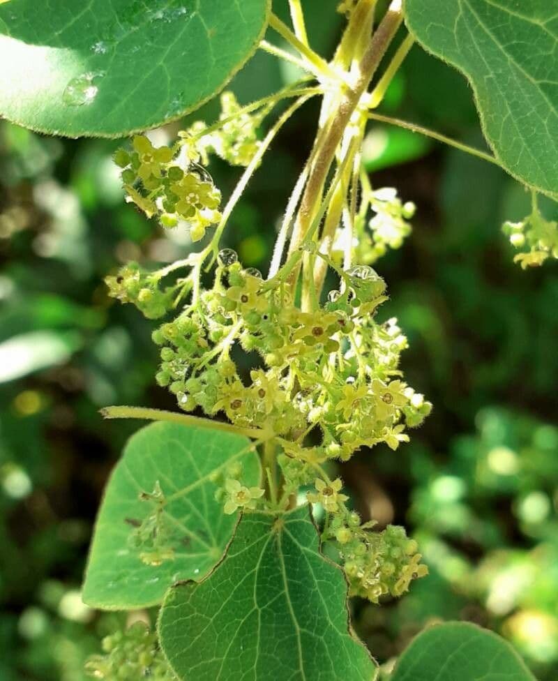 Cissampelos pareira