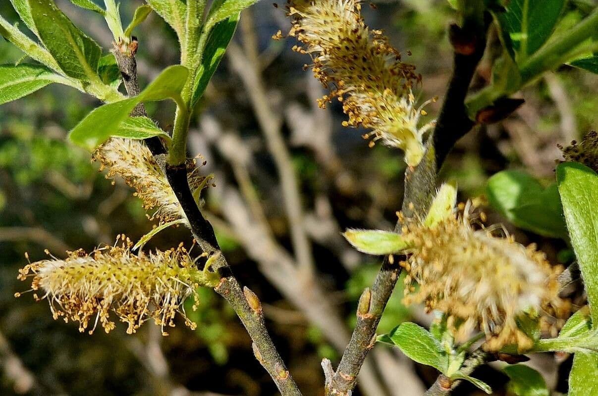 Salix laggeri