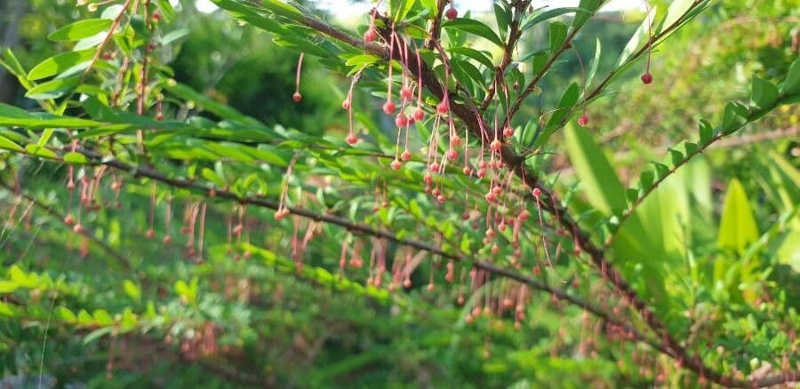 Phyllanthus bourgeoisii