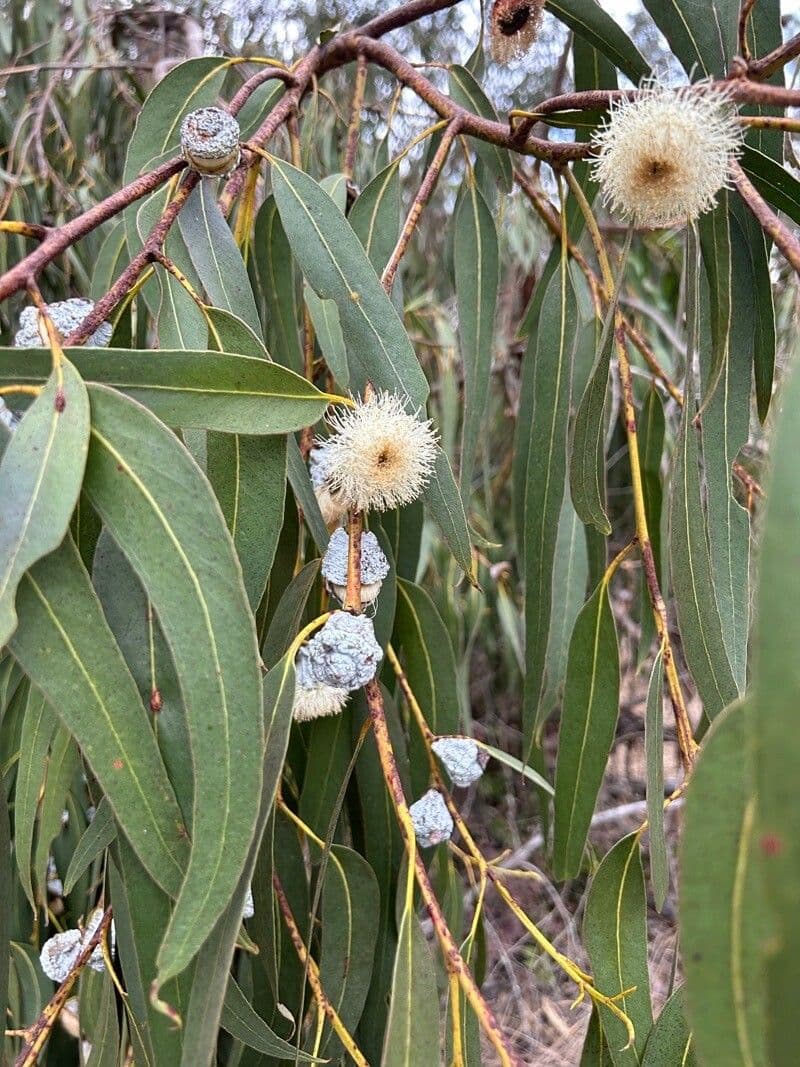 Eucalyptus globulus