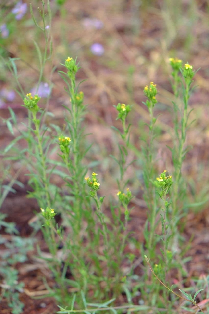 Madia glomerata