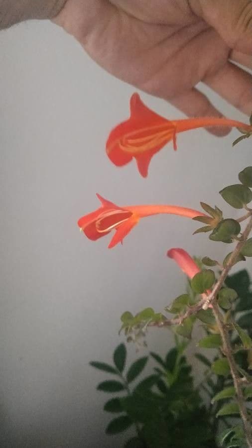 Columnea microphylla