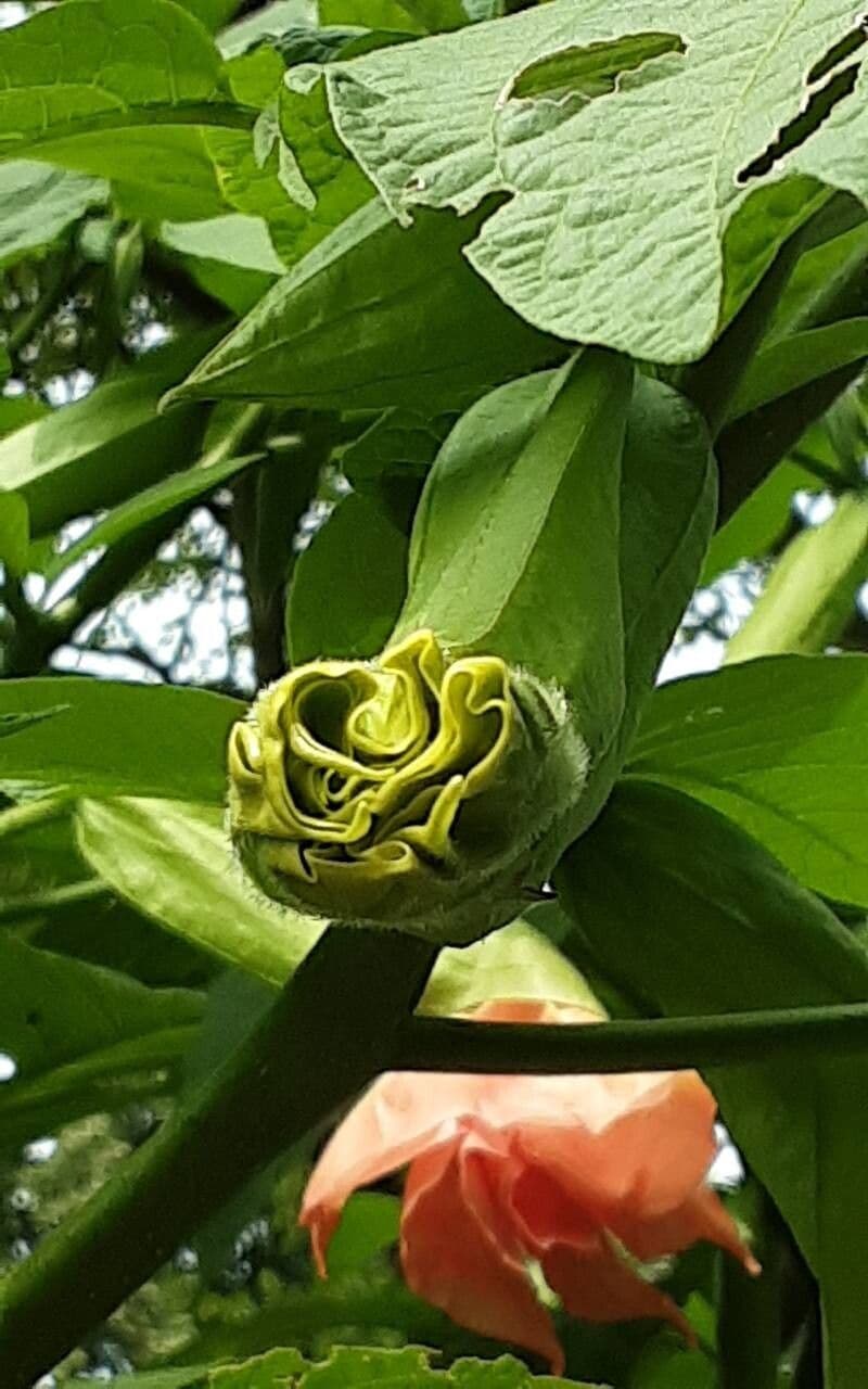 Brugmansia suaveolens