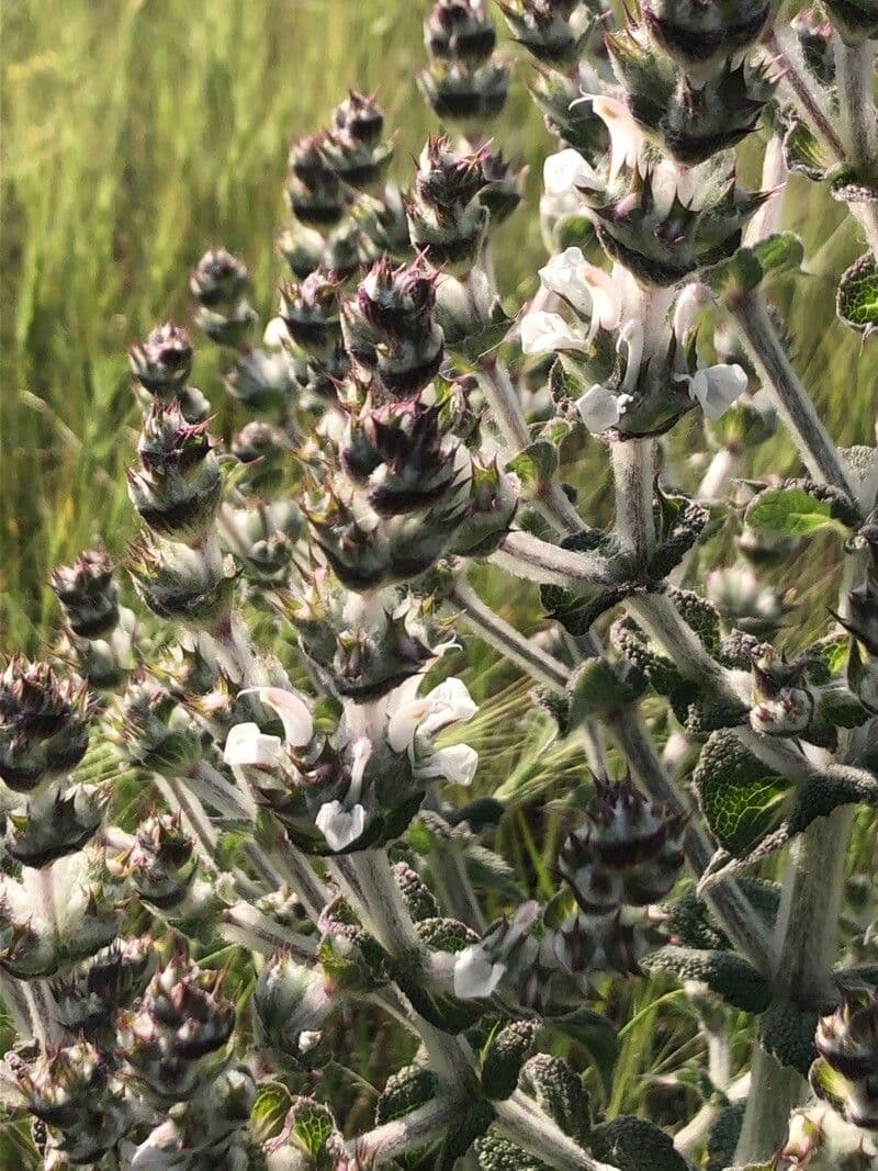 Salvia aethiopis
