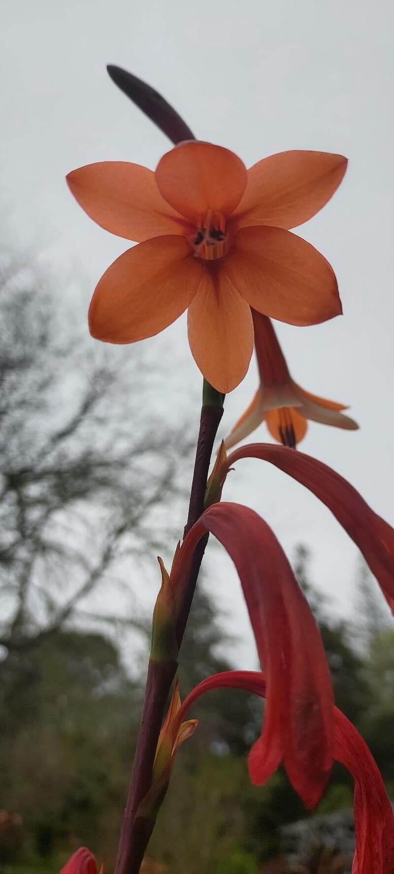 Watsonia meriana