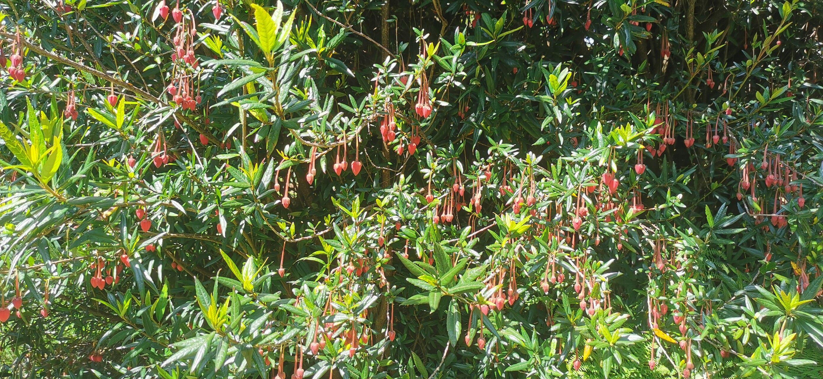 Crinodendron hookerianum