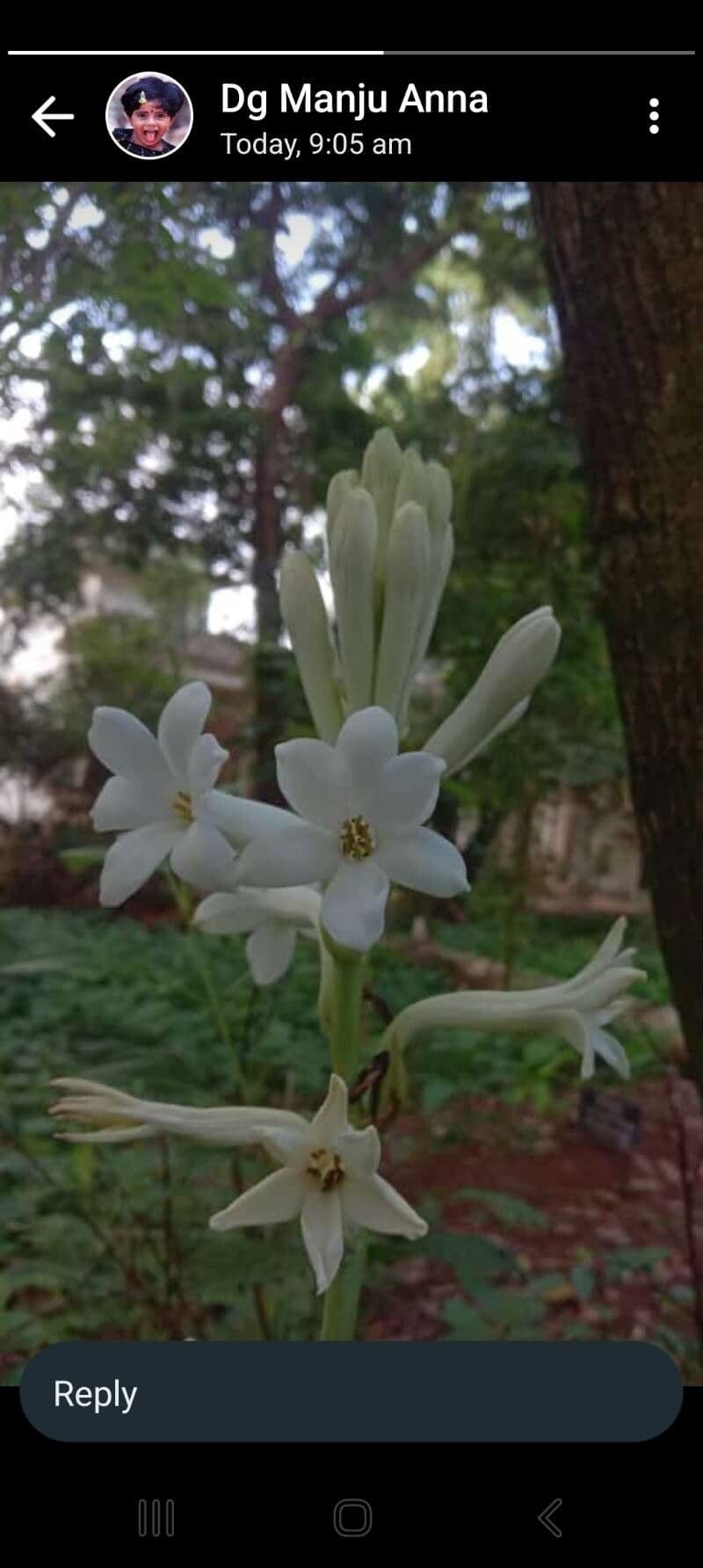 Agave amica