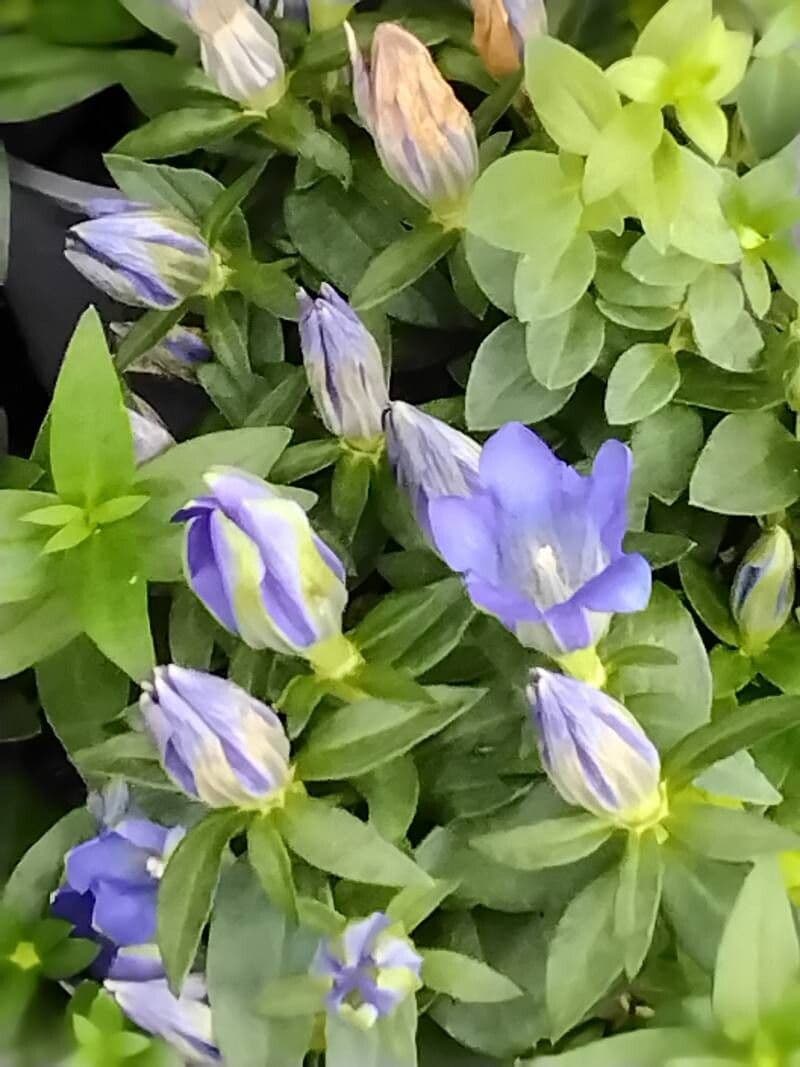 Gentiana calycosa