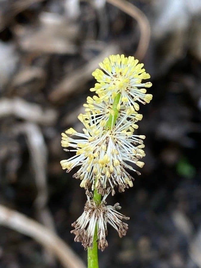 Sparganium erectum