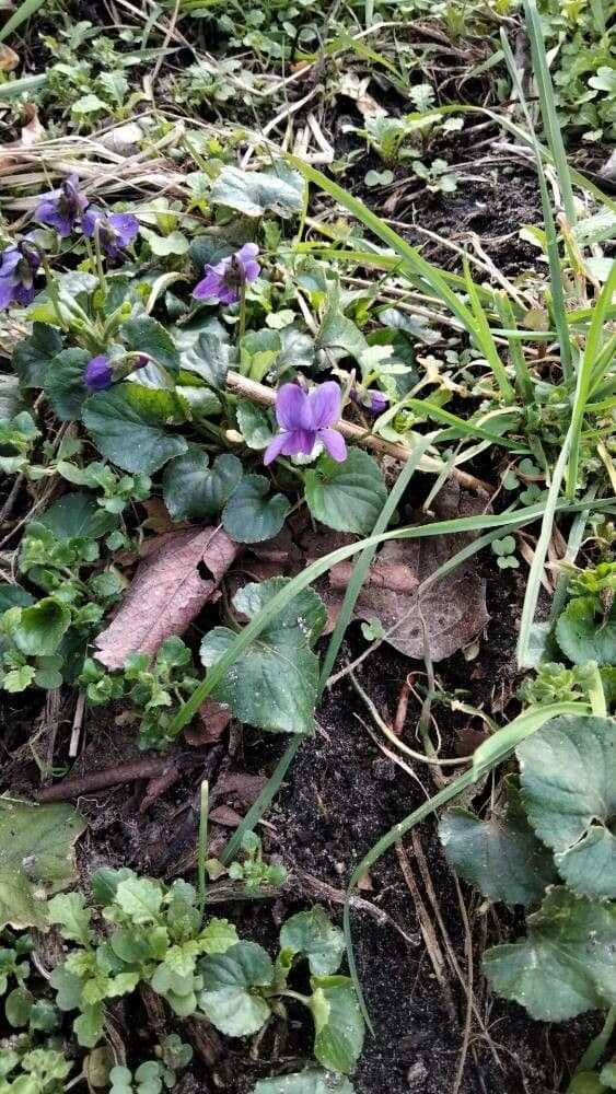 Viola odorata