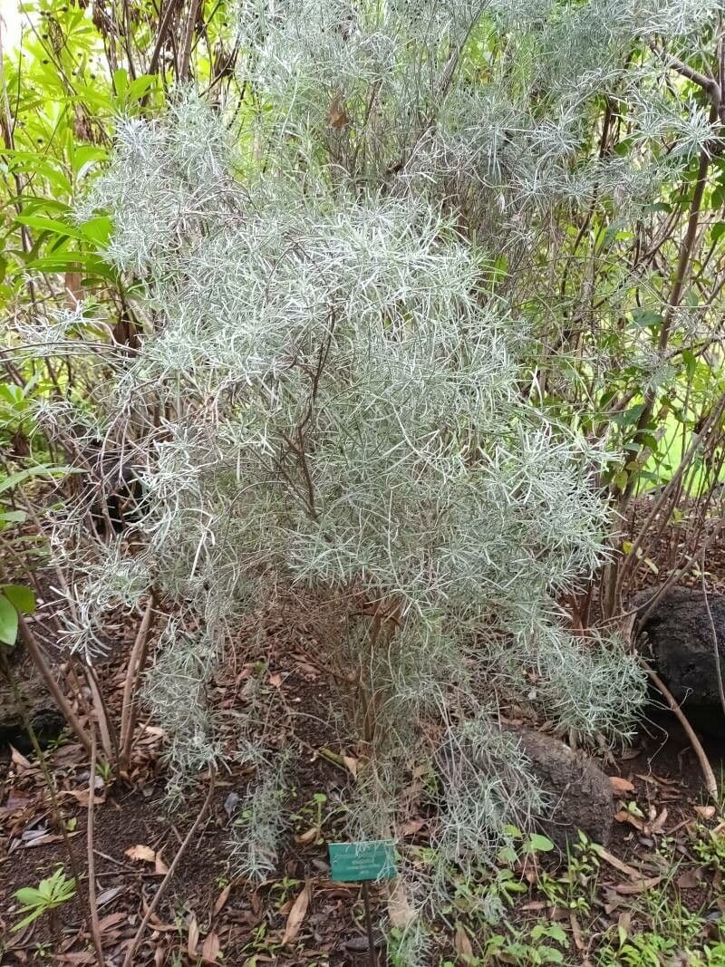 Artemisia filifolia