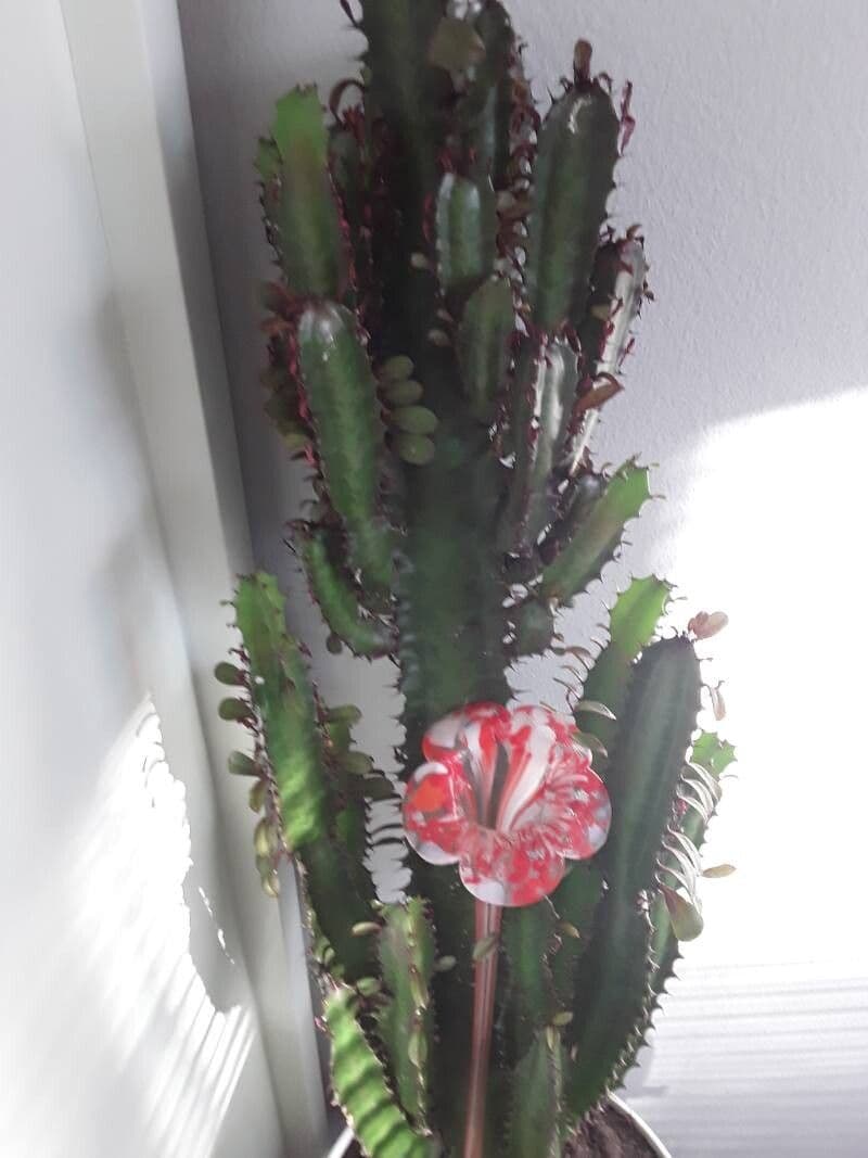 Euphorbia trigona