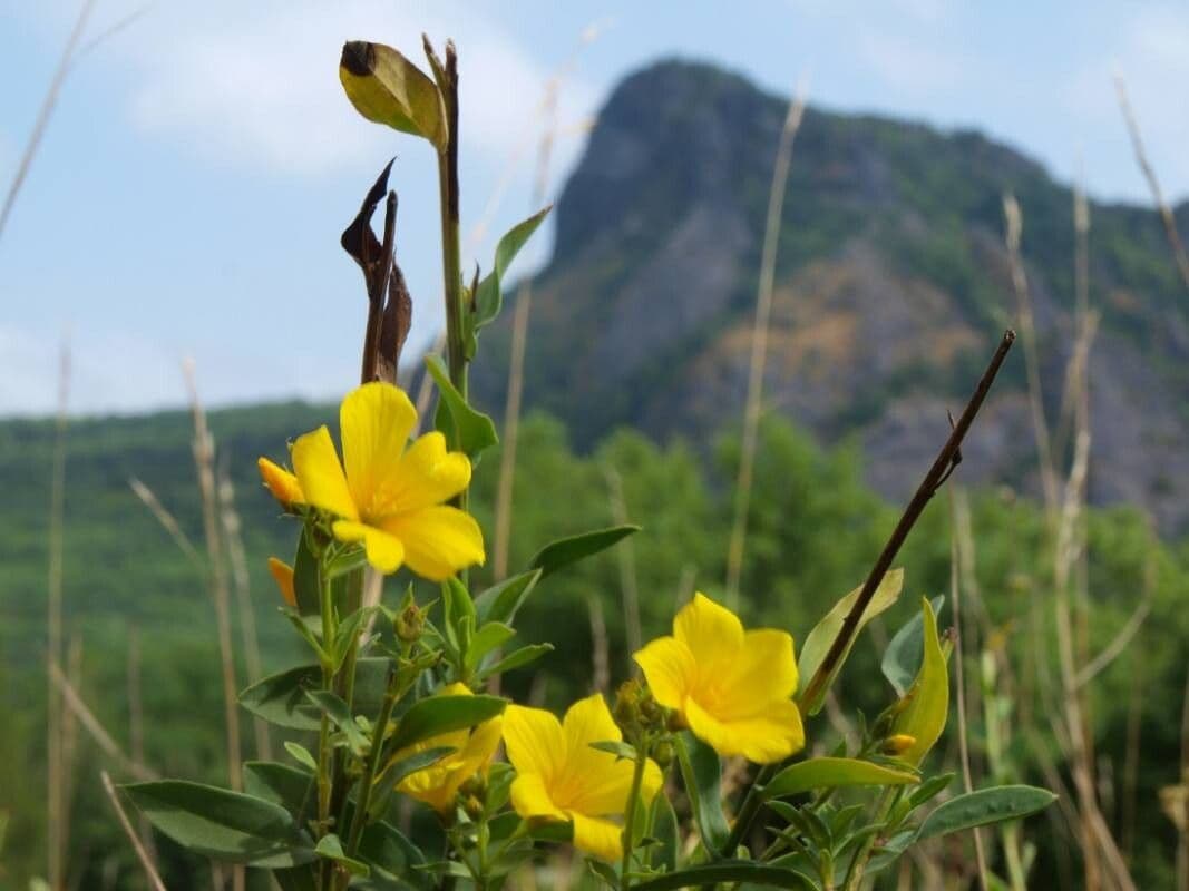 Linum campanulatum