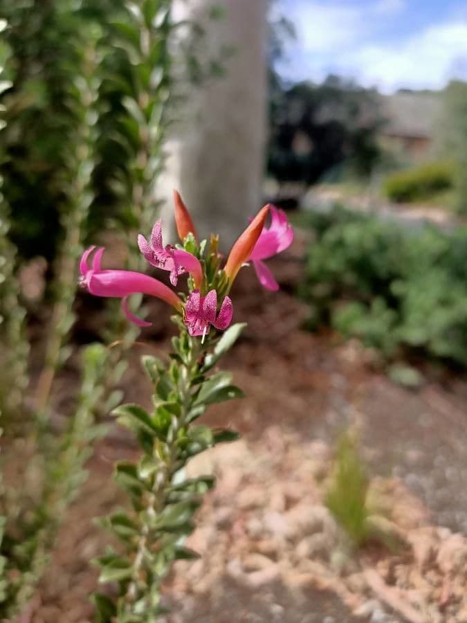 Penstemon newberryi