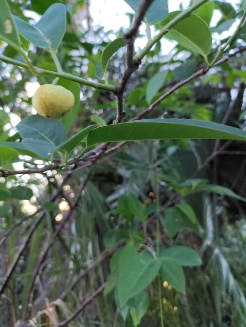 Annona glabra