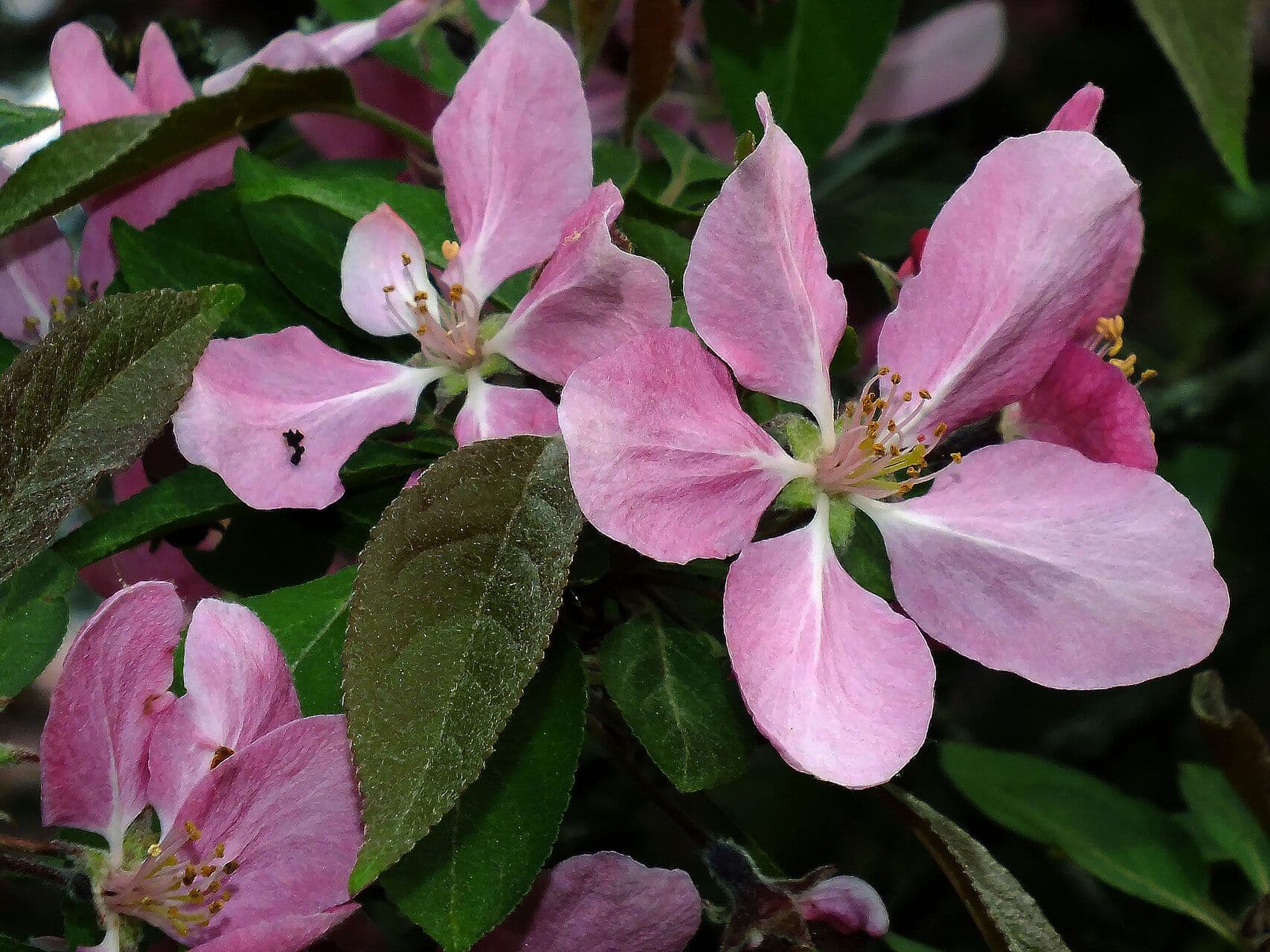 Malus floribunda