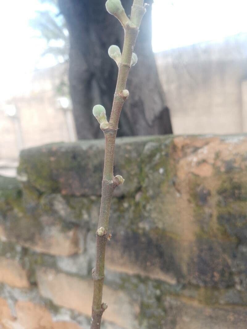 Ficus sycomorus