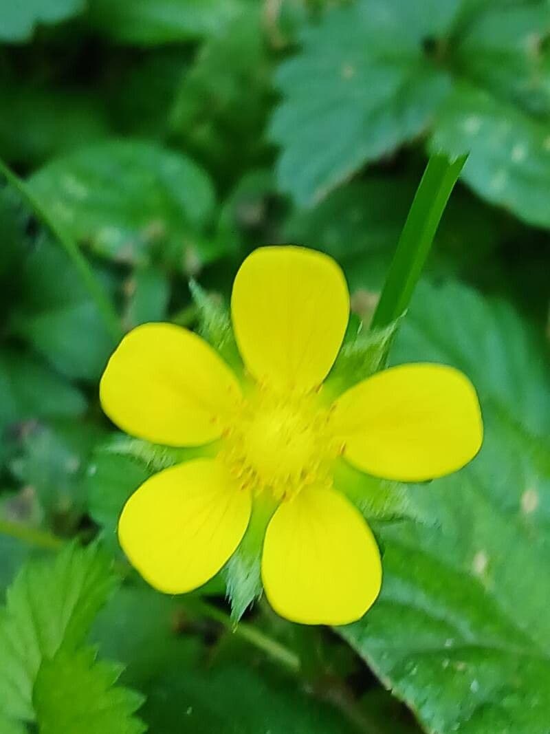 Potentilla indica