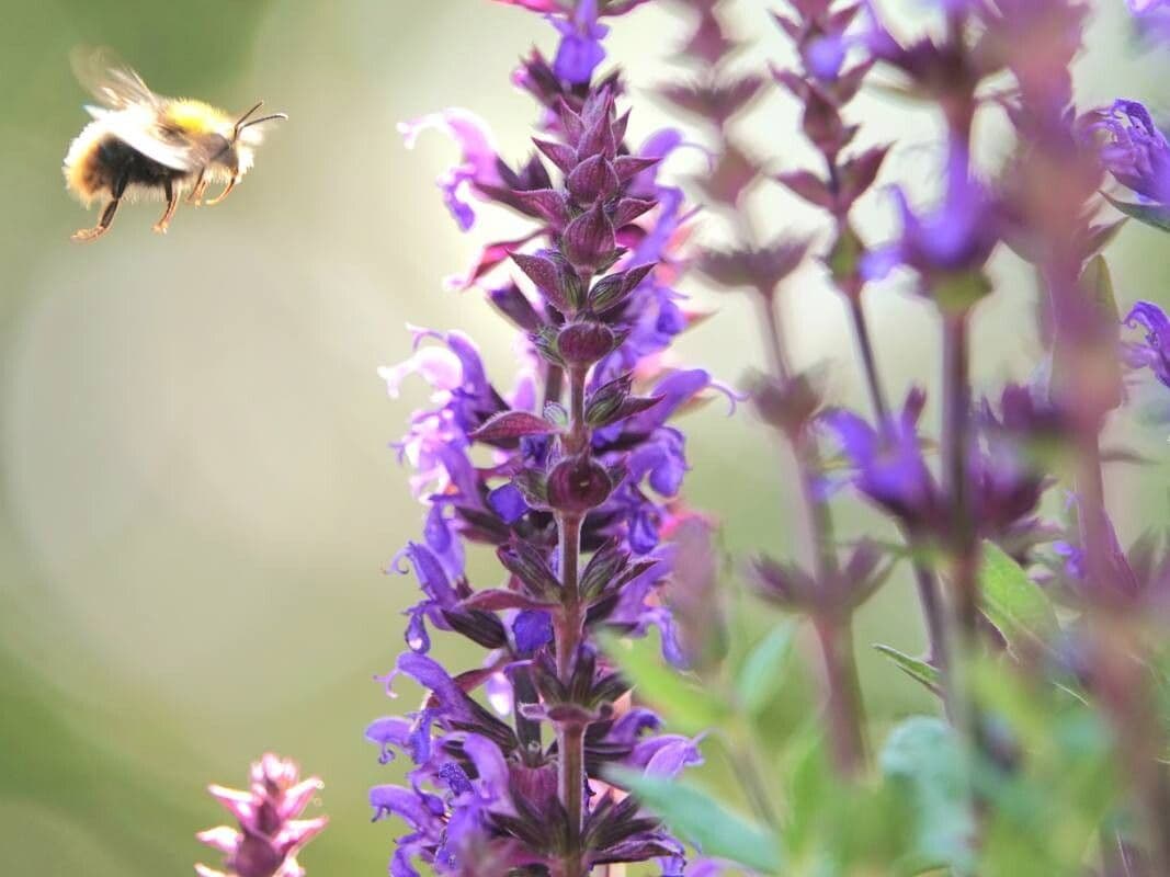 Salvia nemorosa