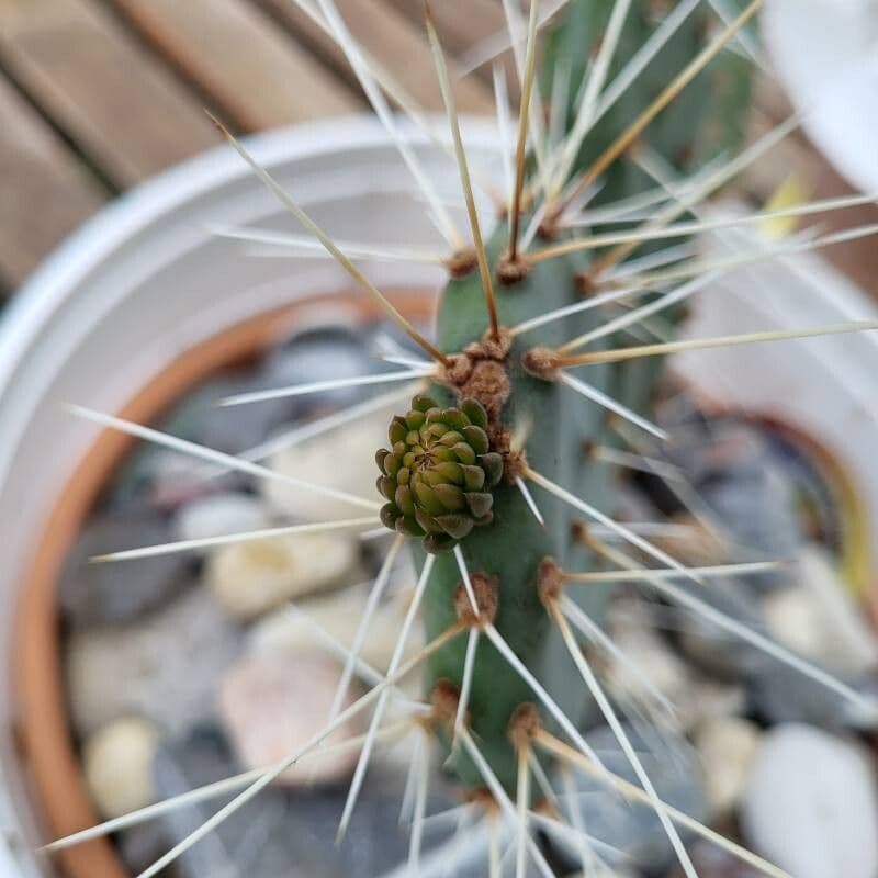 Opuntia phaeacantha