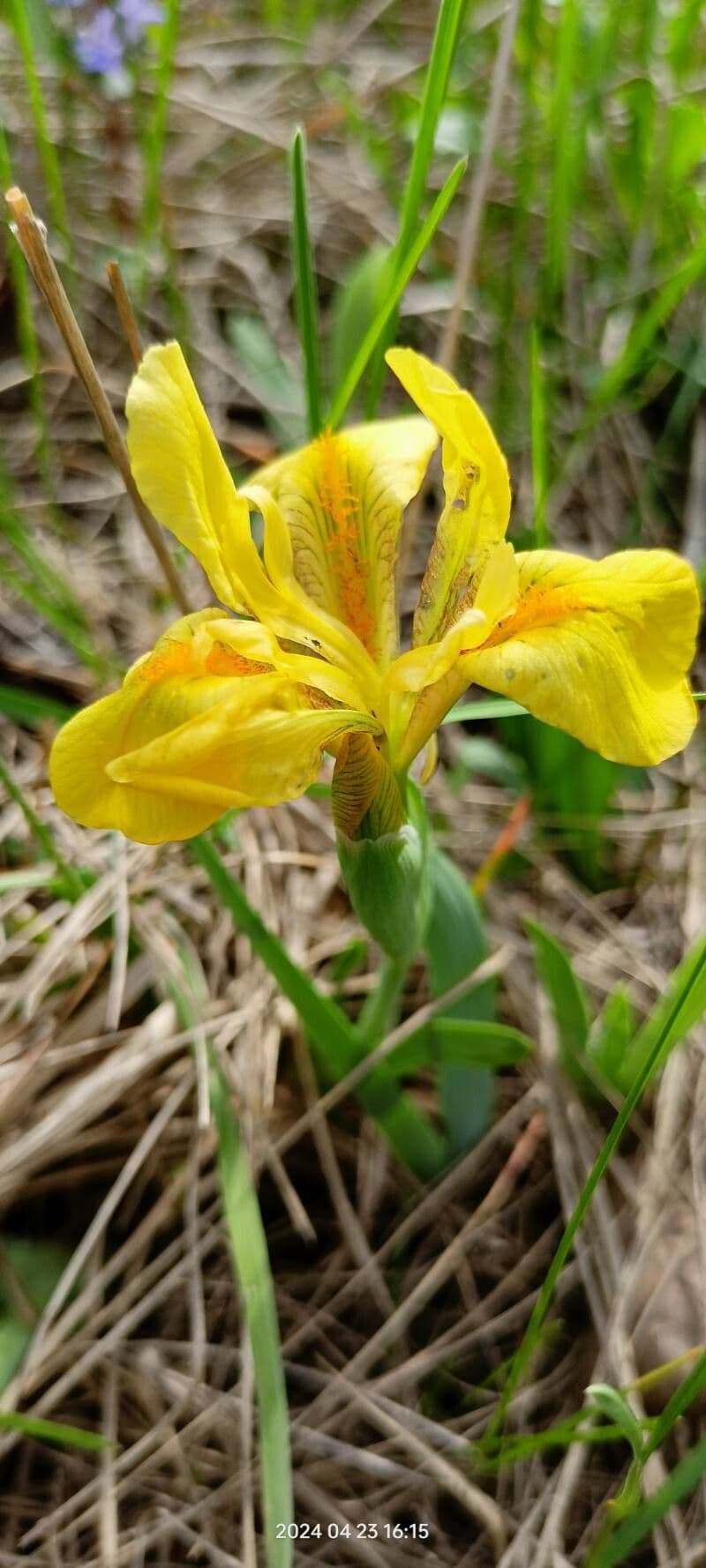 Iris pumila