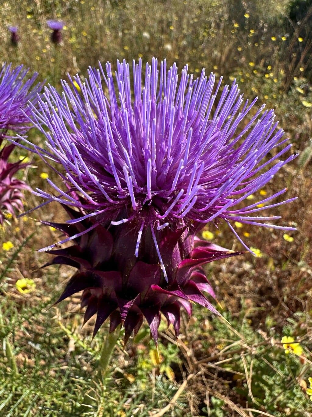 Cynara humilis