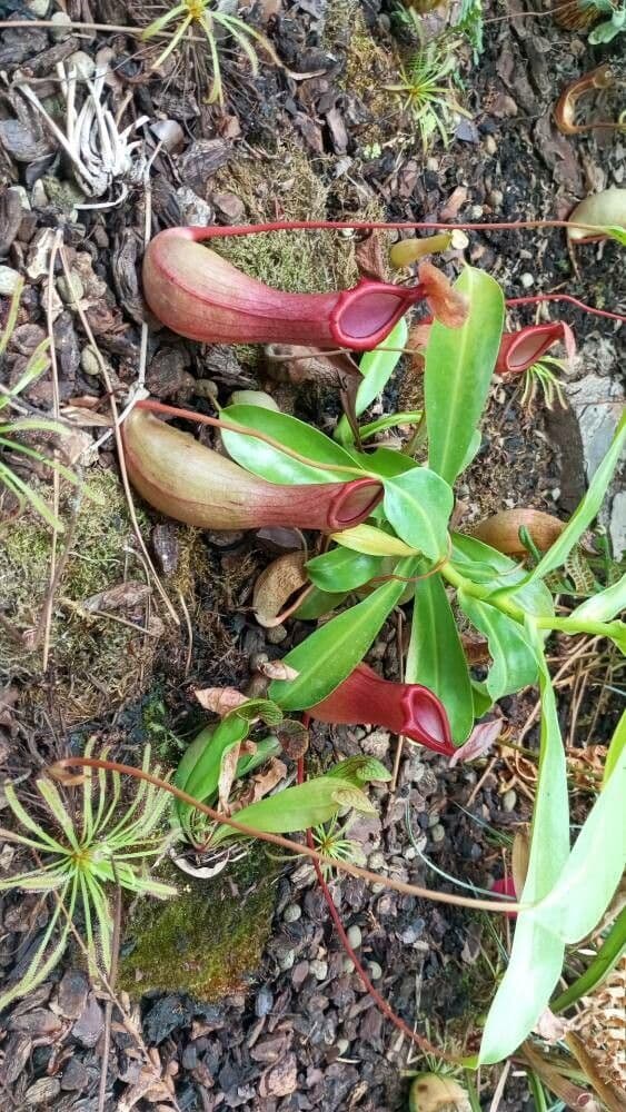 Nepenthes vieillardii