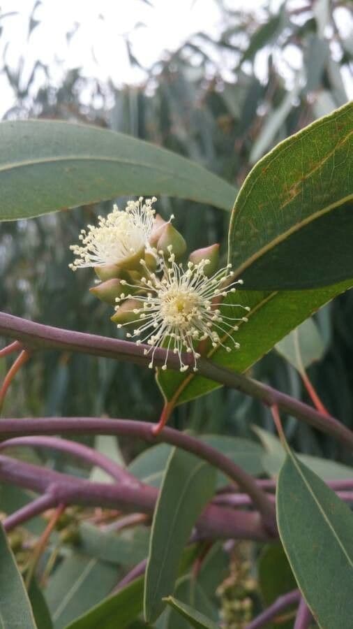 Eucalyptus camaldulensis