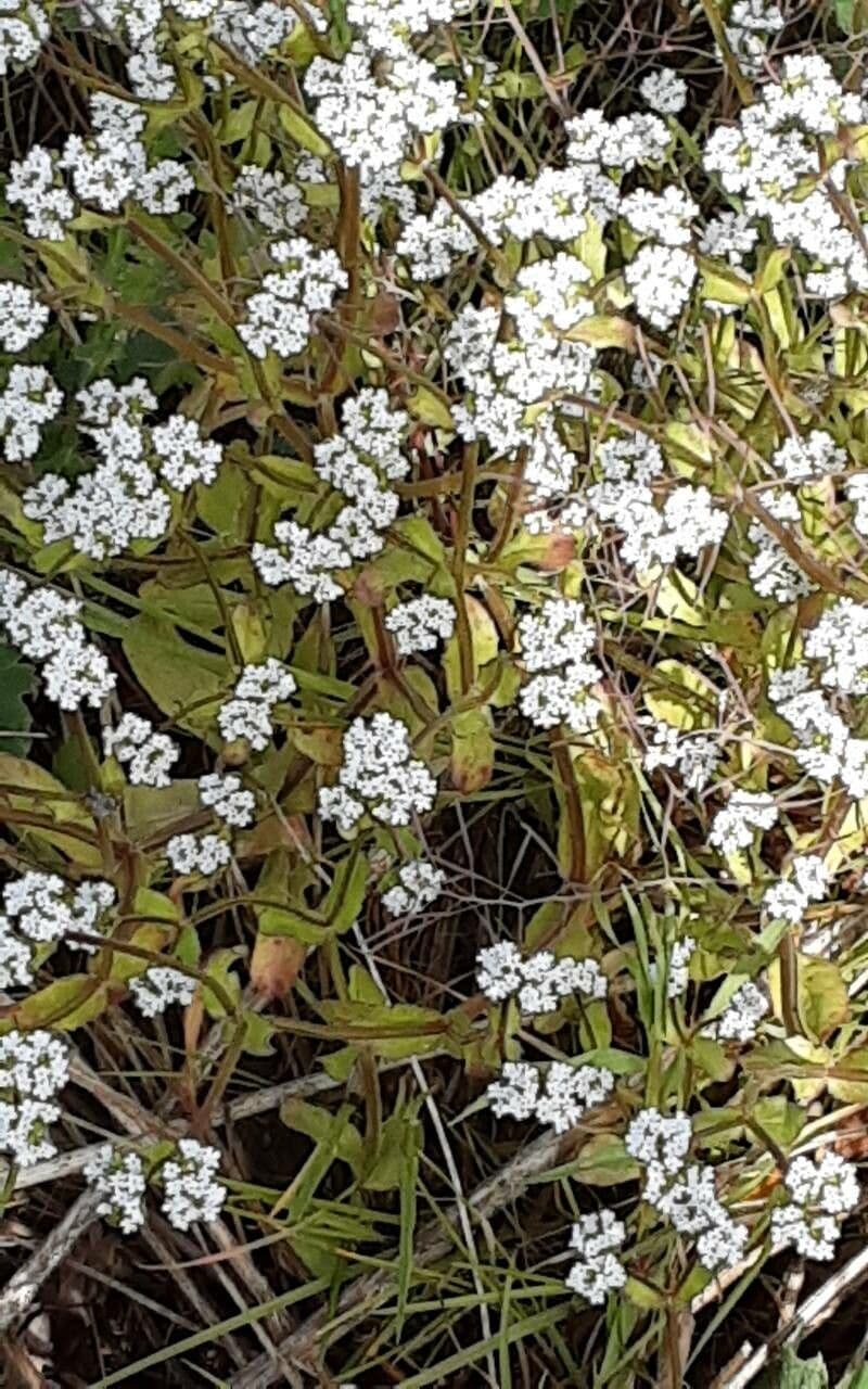 Valeriana dentata