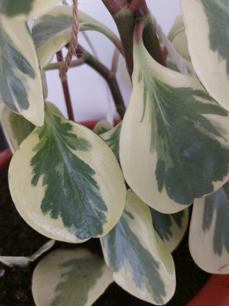 Peperomia obtusifolia