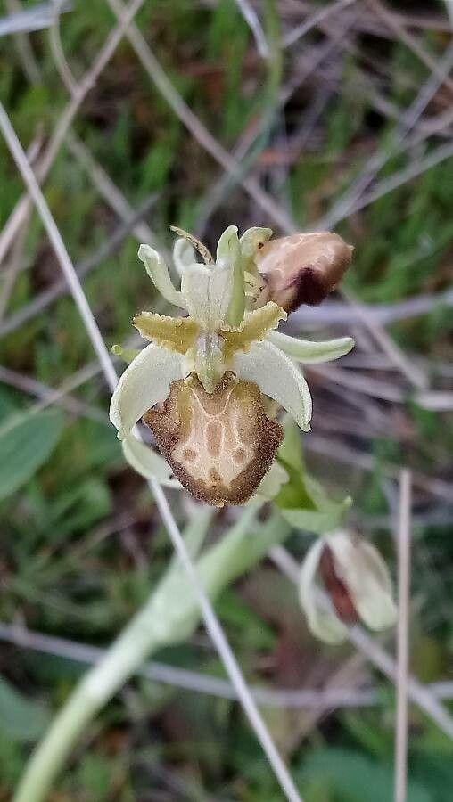 Ophrys arachnitiformis