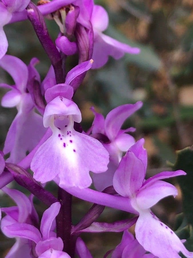 Orchis olbiensis
