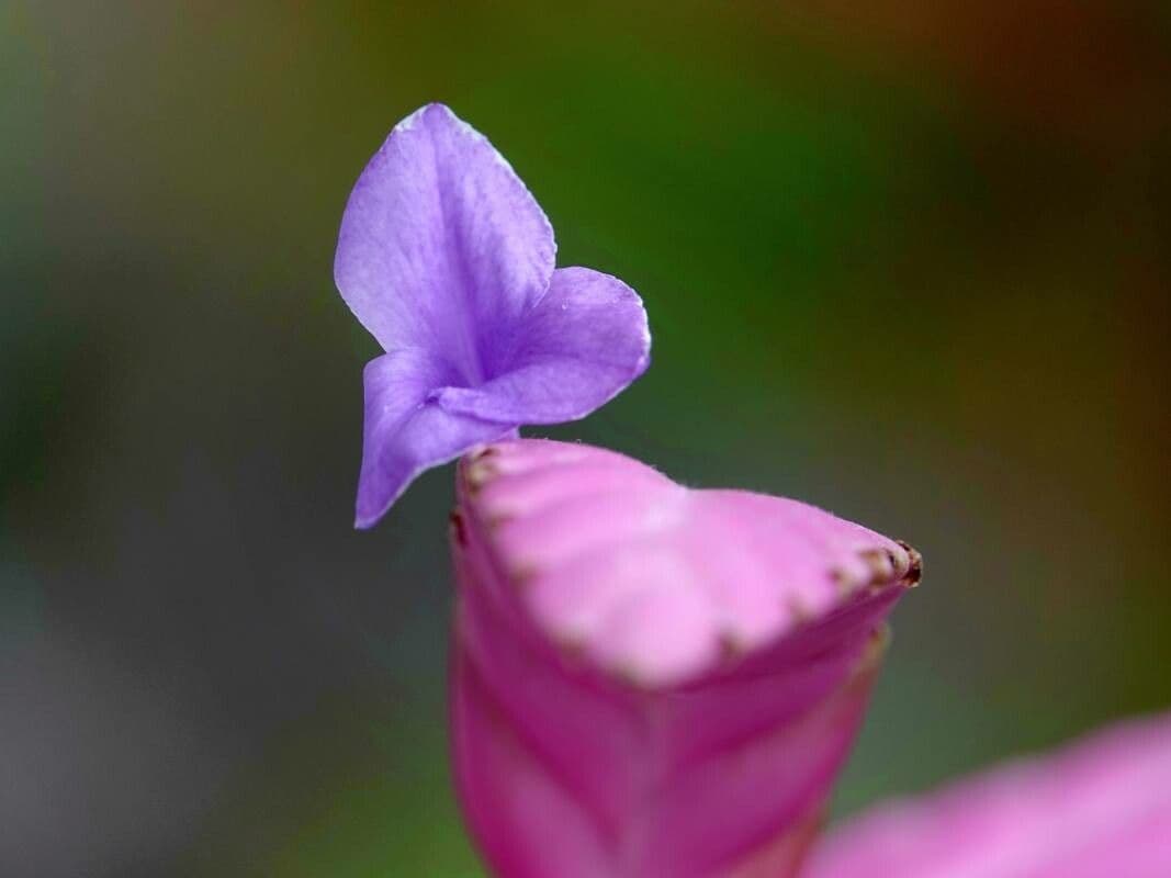 Wallisia cyanea