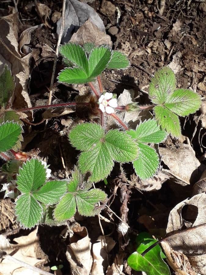 Potentilla micrantha