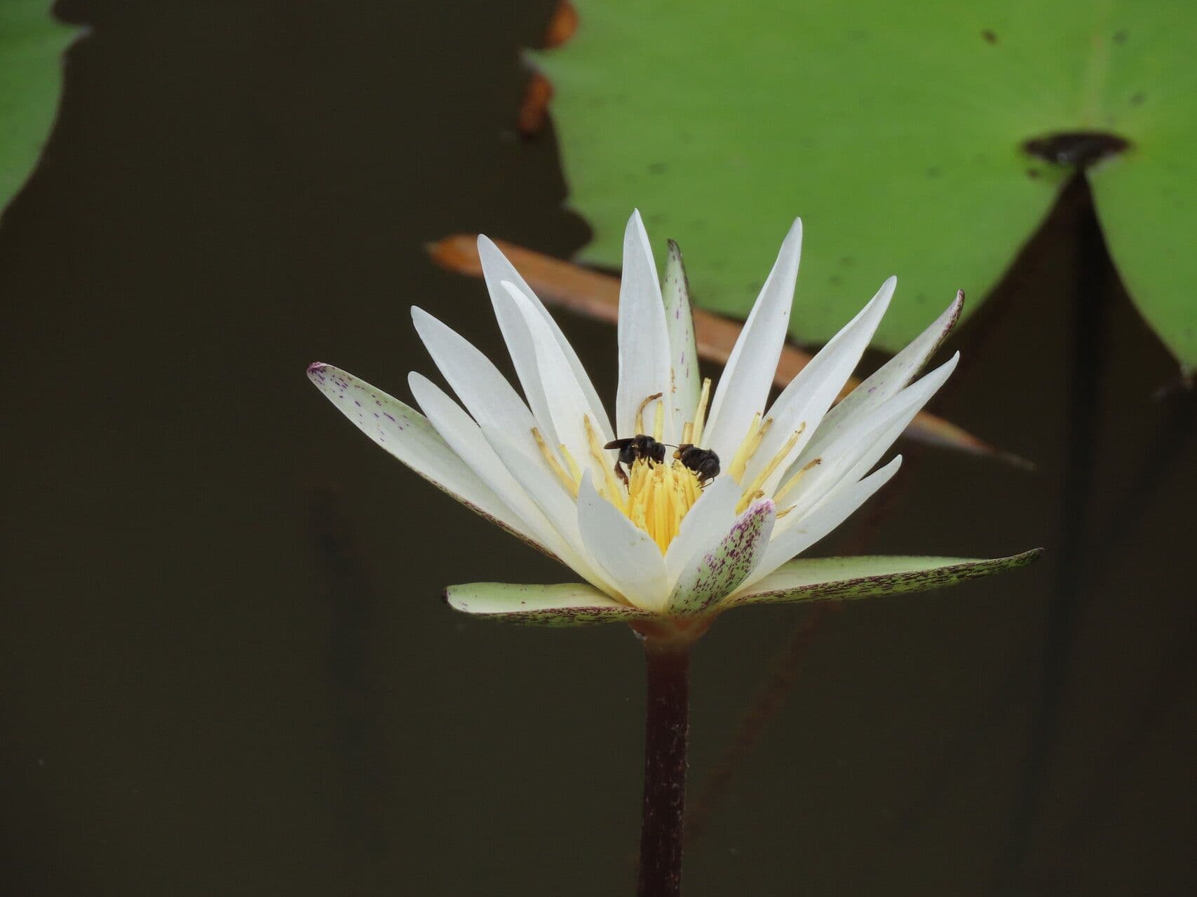 Nymphaea ampla