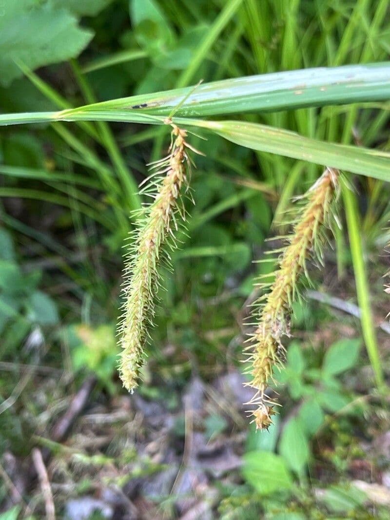 Carex crinita
