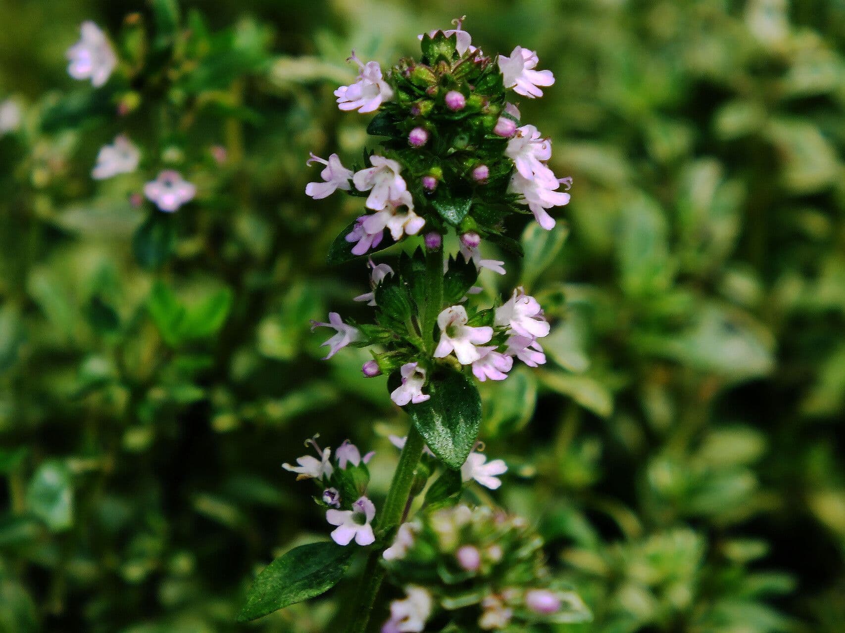 Thymus pulegioides