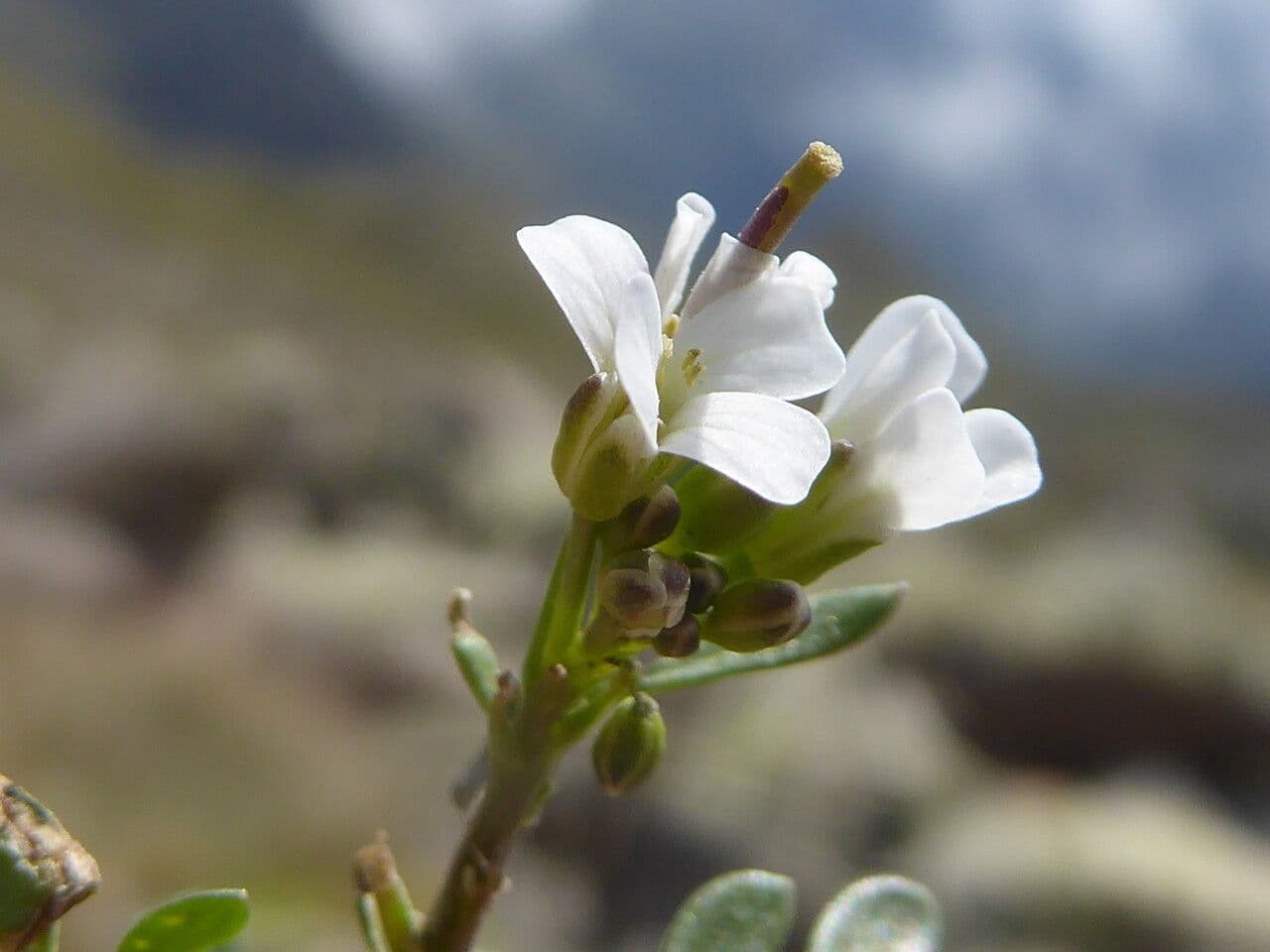 Cardamine resedifolia