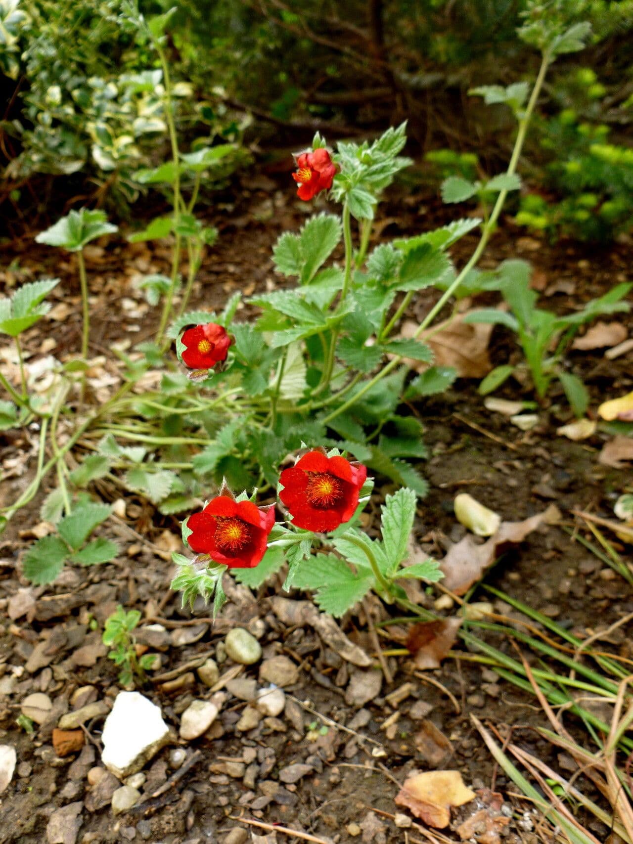 Potentilla atrosanguinea